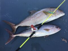 Kaido Light Jigg.Rod Chartreuse KB-632ML